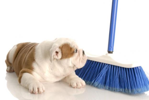 dog