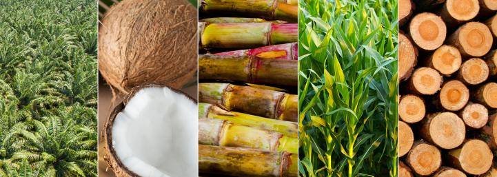 sustainable feedstock options