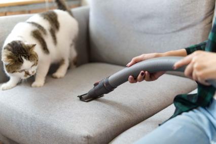 Vacuuming the couch as the cat watches